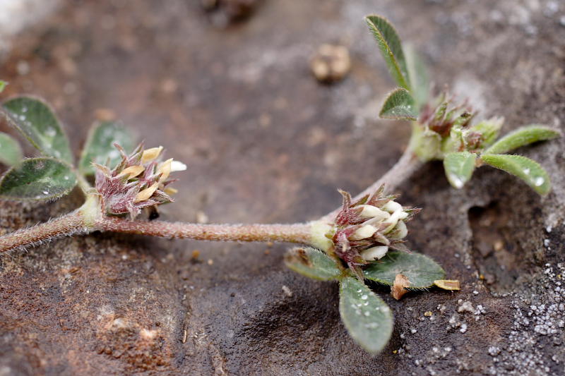 Trifolium scabrum, Lokation: Spanien | Baleares | Calvià | Santa Ponça Kategorien: Familie: Fabaceae (Schmetterlingsblütler ), Datum: 31.03.2009