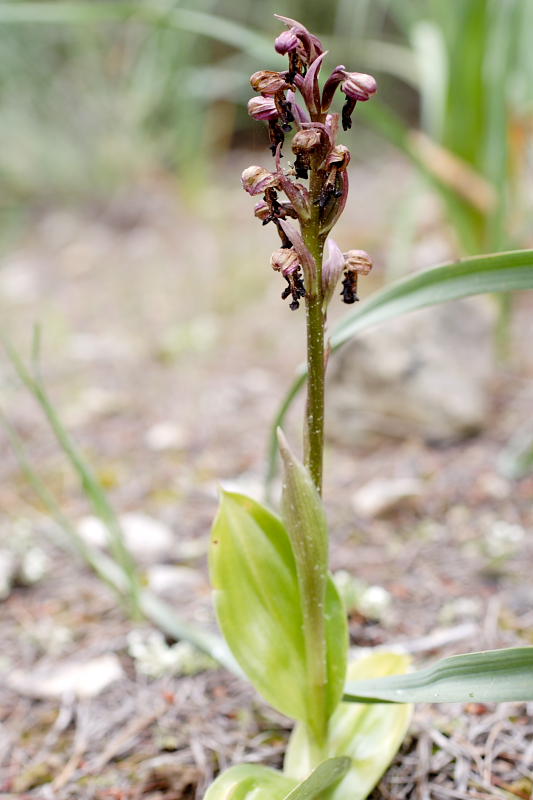 Himantoglossum robertianum, Lokation: Spanien | Baleares | Calvià | Santa Ponça Kategorien: Familie: Orchidaceae (Orchideen ), Datum: 31.03.2009