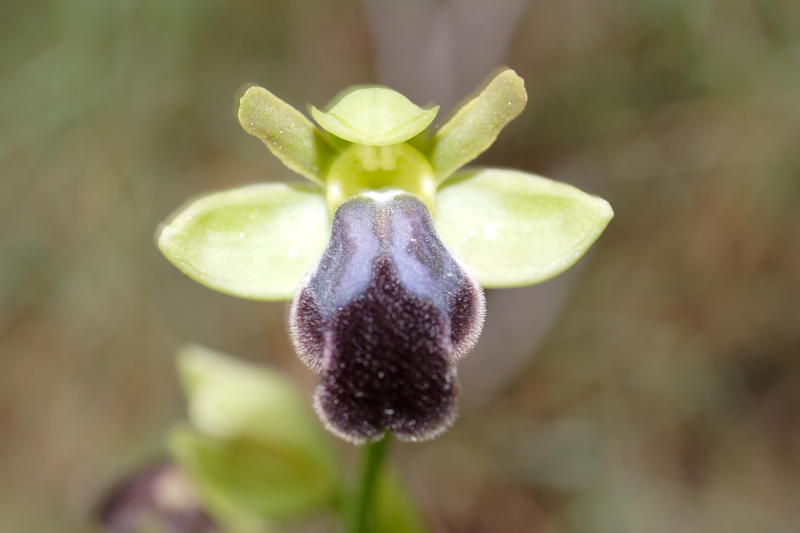 Ophrys fusca, Lokation: Spanien | Baleares | Calvià | Santa Ponça Kategorien: Familie: Orchidaceae (Orchideen ), Datum: 31.03.2009