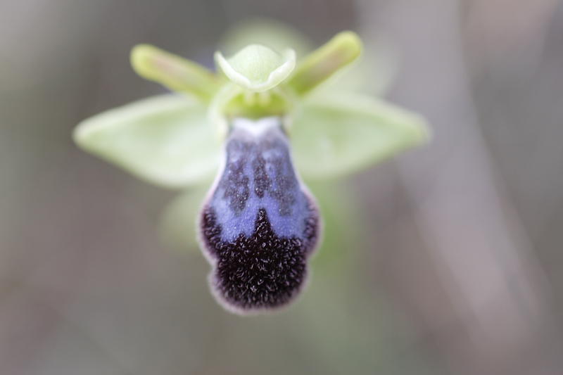 Ophrys fusca, Lokation: Spanien | Baleares | Calvià | Santa Ponça Kategorien: Familie: Orchidaceae (Orchideen ), Datum: 31.03.2009