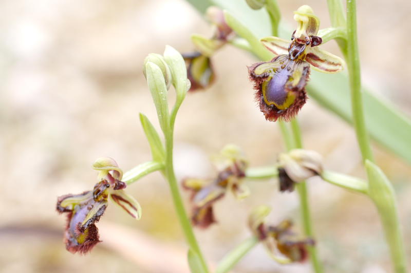 Ophrys speculum, Lokation: Spanien | Baleares | Calvià | Santa Ponça Kategorien: Familie: Orchidaceae (Orchideen ), Datum: 31.03.2009