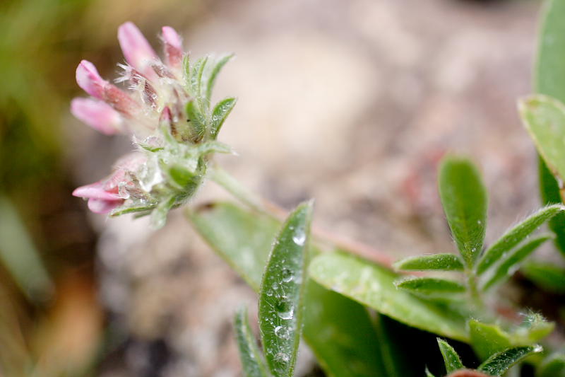 Anthyllis vulneraria, Lokation: Spanien | Baleares | Andratx | Sant Elm Kategorien: Familie: Fabaceae (Schmetterlingsblütler ), Datum: 31.03.2009