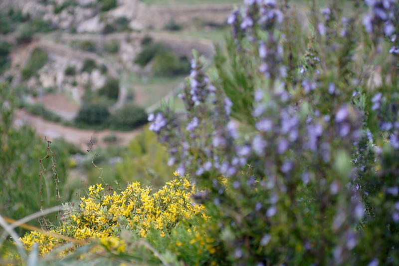Genista lucida, Lokation: Spanien | Baleares | Andratx | Sant Elm Kategorien: Familie: Fabaceae (Schmetterlingsblütler ), Datum: 31.03.2009