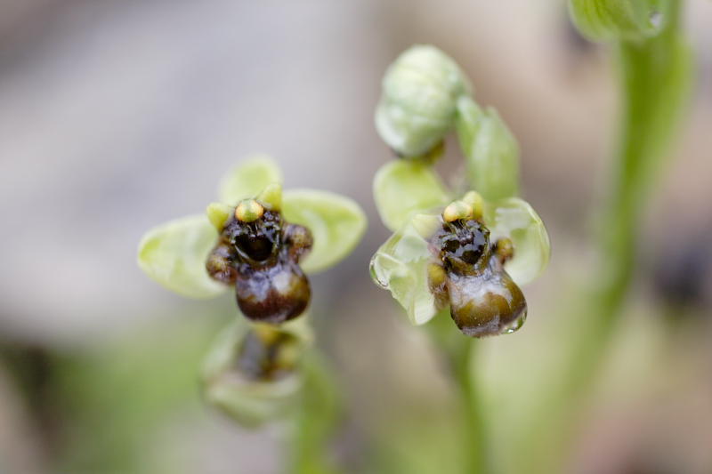 Ophrys bombyliflora, Lokation: Spanien | Baleares | Andratx | Sant Elm Kategorien: Familie: Orchidaceae (Orchideen ), Datum: 31.03.2009