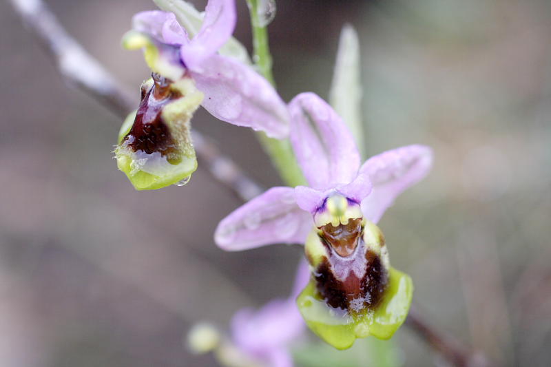 Ophrys tenthredinifera, Lokation: Spanien | Baleares | Andratx | Sant Elm Kategorien: Familie: Orchidaceae (Orchideen ), Datum: 31.03.2009