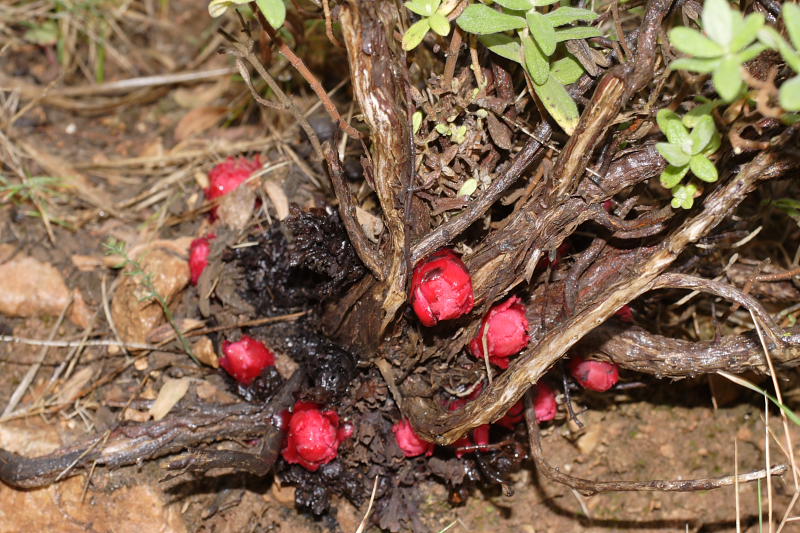 Cytinus ruber, Lokation: Spanien | Baleares | Andratx | Sant Elm Kategorien: Familie: Cytinaceae (Würgergewächse), Datum: 31.03.2009