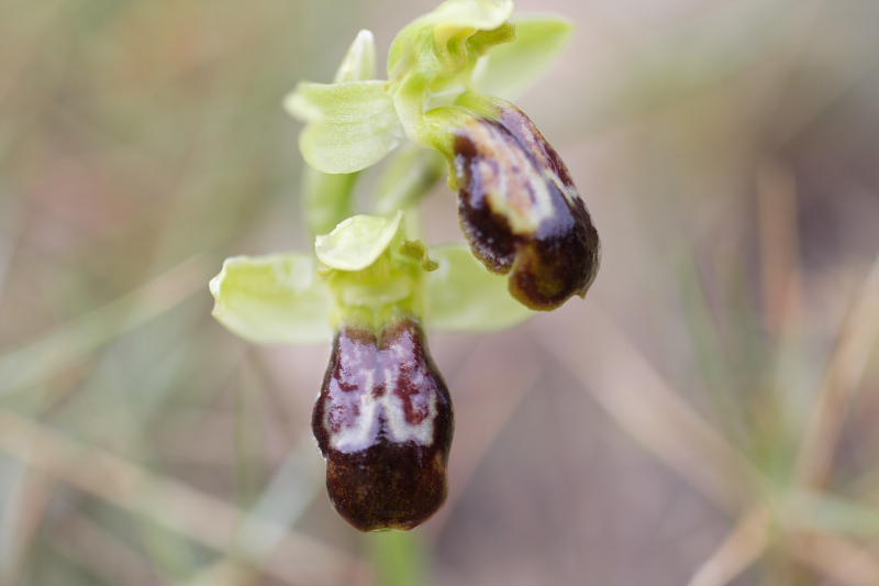 Ophrys fusca, Lokation: Spanien | Baleares | Andratx | Sant Elm Kategorien: Familie: Orchidaceae (Orchideen ), Datum: 31.03.2009
