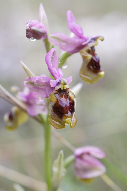 Ophrys tenthredinifera, Lokation: Spanien | Baleares | Andratx | Sant Elm Kategorien: Familie: Orchidaceae (Orchideen ), Datum: 31.03.2009
