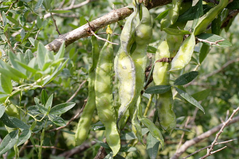 Ceratonia siliqua, Lokation: Spanien | Baleares | Palma De Mallorca | el Terreno Kategorien: Familie: Fabaceae (Schmetterlingsblütler ), Datum: 02.04.2009