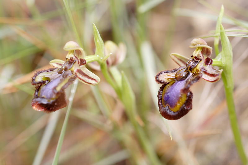 Ophrys speculum, Lokation: Spanien | Baleares | Palma De Mallorca | el Terreno Kategorien: Familie: Orchidaceae (Orchideen ), Datum: 02.04.2009