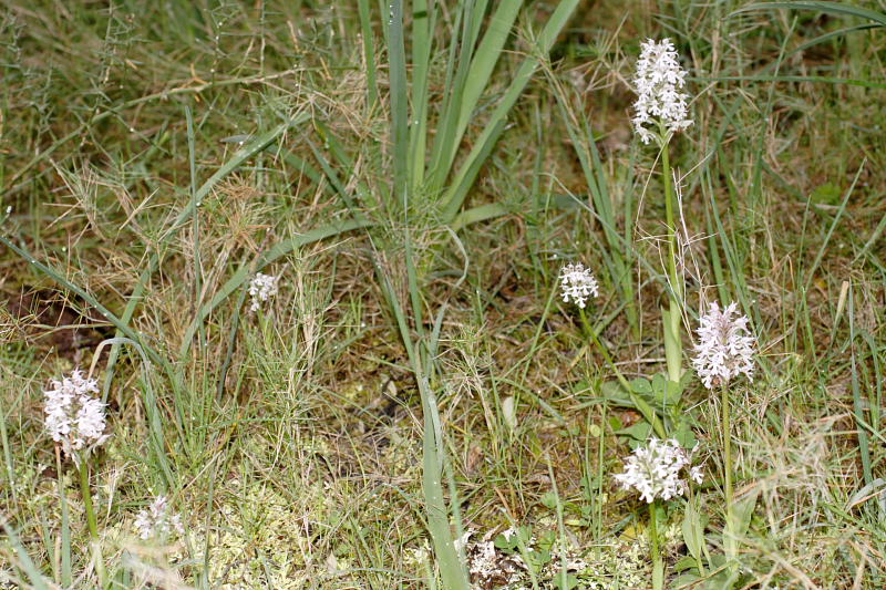 Orchis conica, Lokation: Spanien | Baleares | Palma De Mallorca | el Terreno Kategorien: Familie: Orchidaceae (Orchideen ), Datum: 02.04.2009