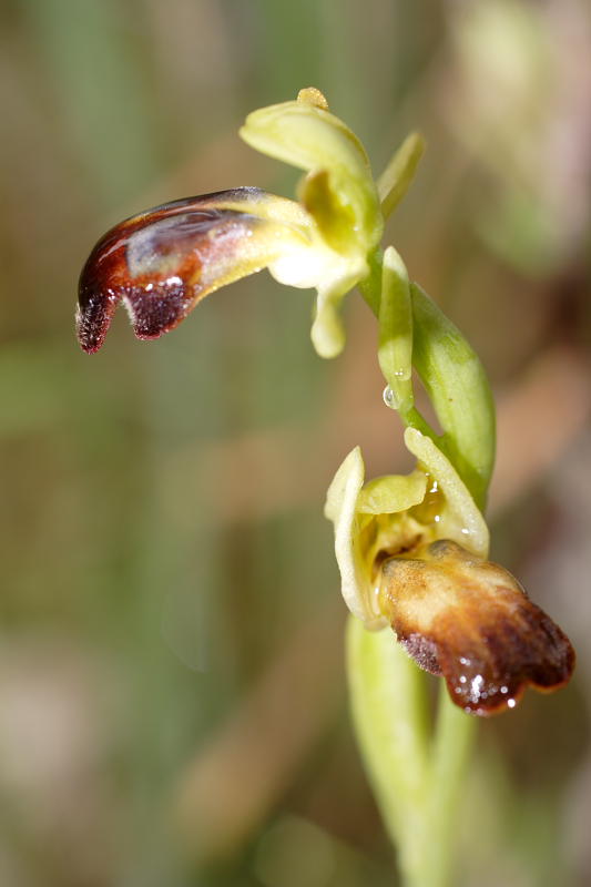 Ophrys fusca, Lokation: Spanien | Baleares | Palma De Mallorca | el Terreno Kategorien: Familie: Orchidaceae (Orchideen ), Datum: 02.04.2009