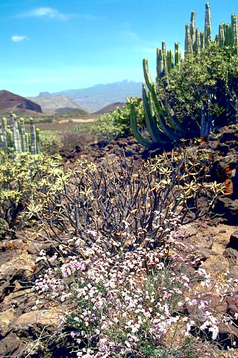 Limonium pectinatum var. corculum, Lokation: La Rasca Kategorien: Vegetation, Datum: 25.05.1993