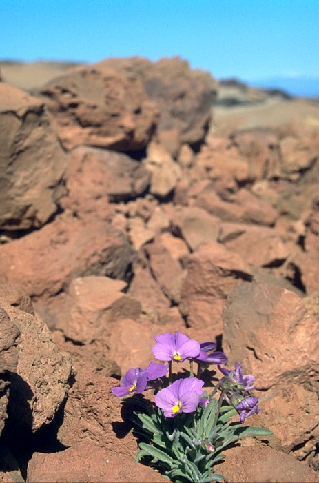 Viola cheiranthifolia, Lokation: Teide Kategorien: Vegetation, Datum: 29.05.1993