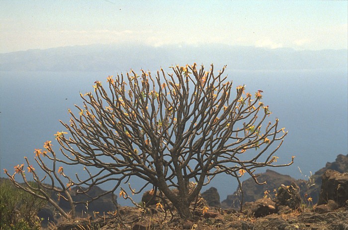 Euphorbia atropopurpurea, Lokation: Masca Kategorien: Einzelpflanzen, Datum: 27.05.1993