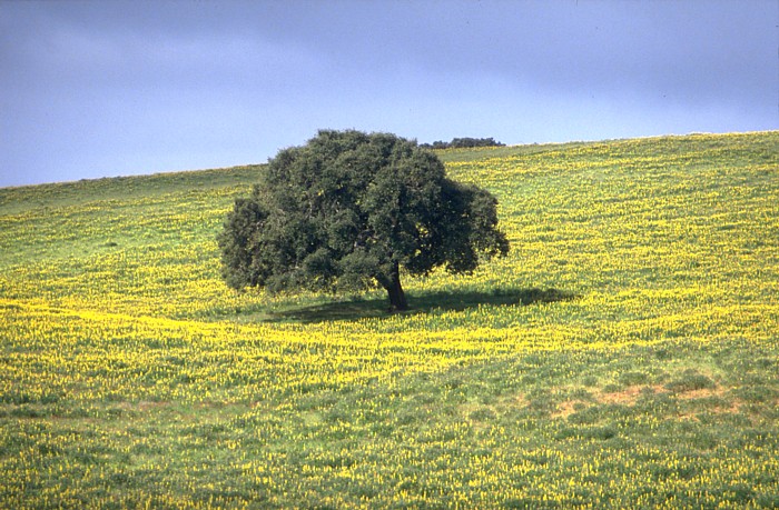 Lokation: Portugal, Algarve Kategorien: Baum, Datum: 16.04.1994