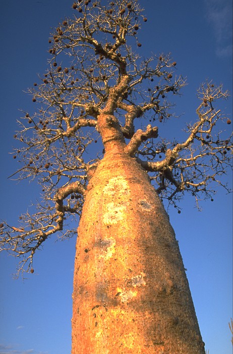 Baobab za, Lokation: Madagaskar, Tulear Kategorien: Baum, Datum: 30.07.2000