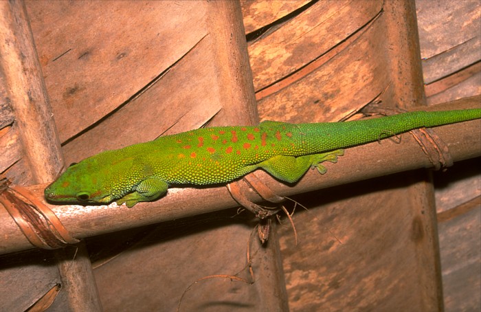 Phelsuma madagascariensis grandis, Lokation: Madagaskar, Akanin´ny Nofy Kategorien: Reptilien, Datum: 06.08.2000