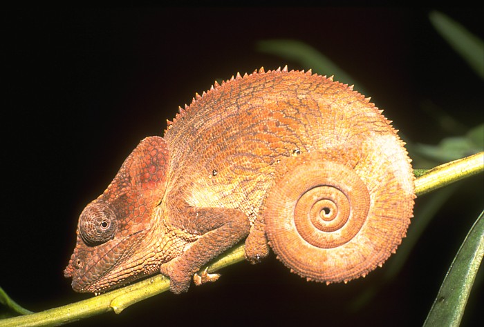 Lokation: Madagaskar, Perinet Kategorien: Reptilien, Datum: 04.08.2000