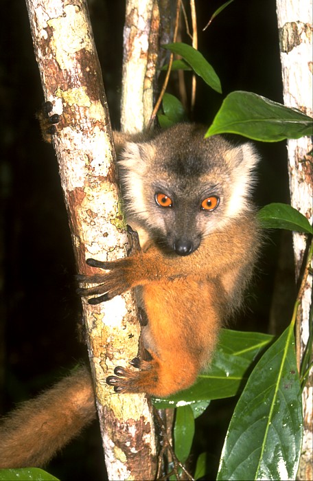 Lokation: Madagaskar, Akanin´ny Nofy Kategorien: Säugetiere, Datum: 07.08.2000