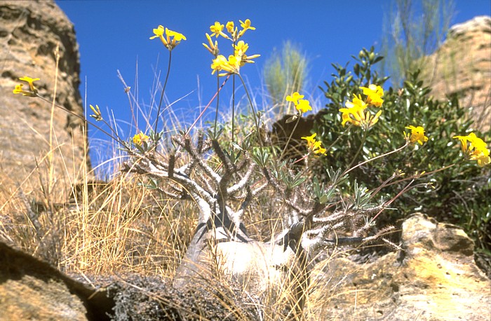 Pachypodium rosulatum var. gracilius, Lokation: Madagaskar, Isalogebirge Kategorien: Vegetation, Datum: 29.07.2000