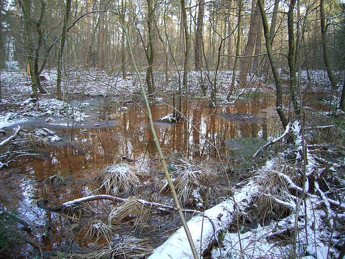 Lokation: Schluchter Heide Kategorien: Bach, Winter, Datum: 29.01.2005
