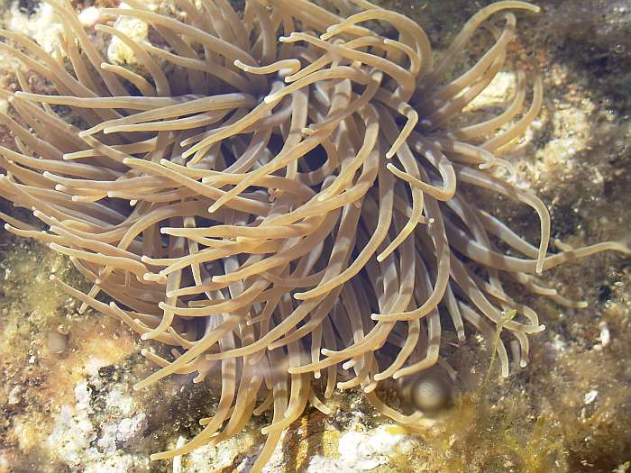 Lokation: Menorca Kategorien: Meer, Tiere, Datum: 23.06.2004