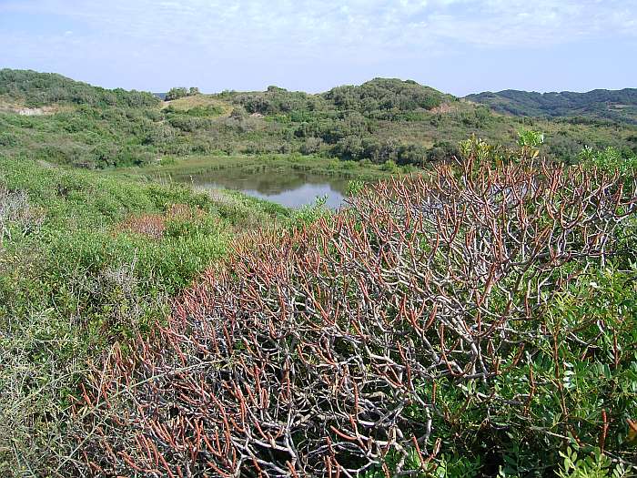 Lokation: Menorca Kategorien: Landschaft, Vegetation, Datum: 24.06.2004