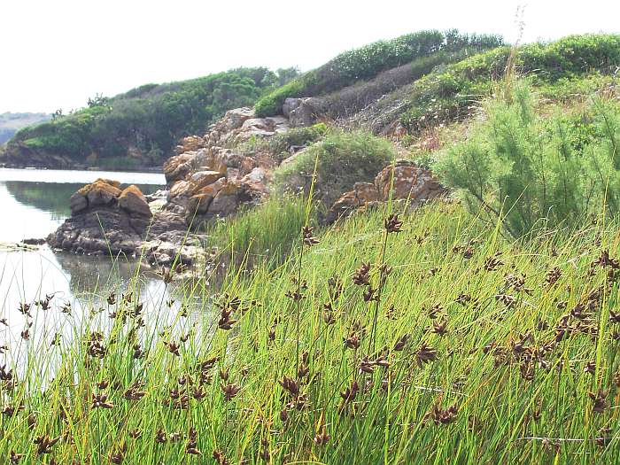 Lokation: Menorca Kategorien: Vegetation, See, Datum: 24.06.2004