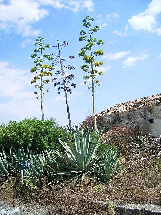 Lokation: Menorca Kategorien: Habitus, Datum: 24.06.2004