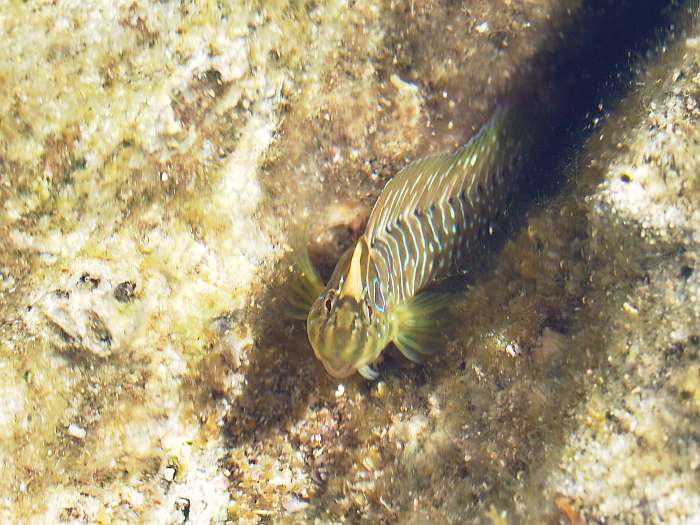 Lokation: Menorca Kategorien: Meer, Tiere, Datum: 27.06.2004
