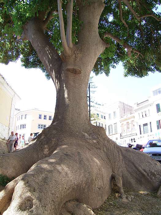 Lokation: Menorca Kategorien: Baum, Datum: 28.06.2004