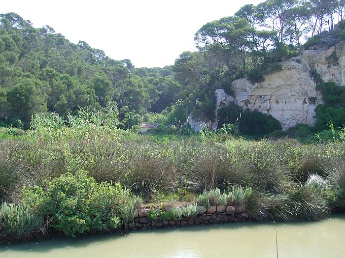 Lokation: Menorca Kategorien: Vegetation, Fluss, Datum: 30.06.2004