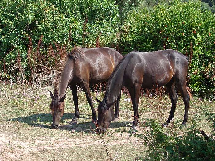 Lokation: Menorca Kategorien: Pferde, Datum: 30.06.2004