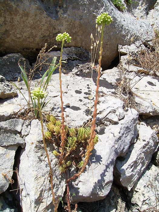 Lokation: Menorca Kategorien: Vegetation, Felsen, Datum: 30.06.2004