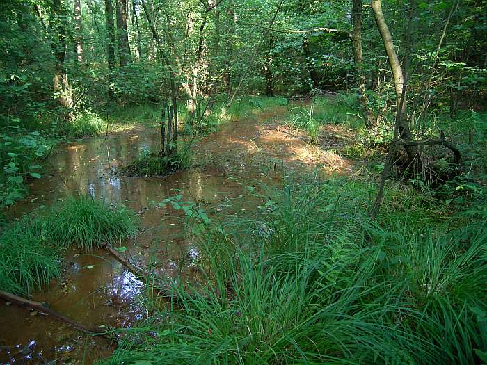 Lokation: Schluchter Heide Kategorien: Vegetation, Bach, Datum: 03.08.2004