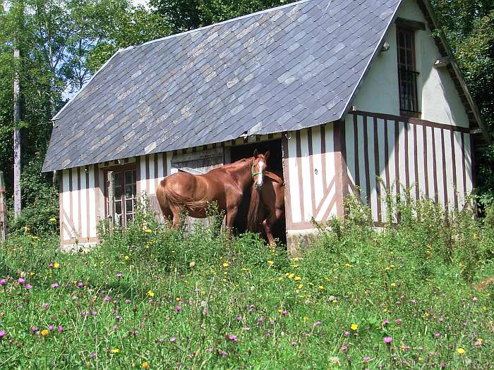 Lokation: Normandie Kategorien: Architektur, Pferde, Datum: 10.08.2004