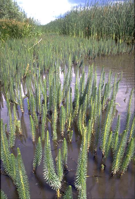 Hippuris vulgaris, Lokation: Altrheinufer bei NKG. Kategorien: Vegetation, Datum: 13.06.1989