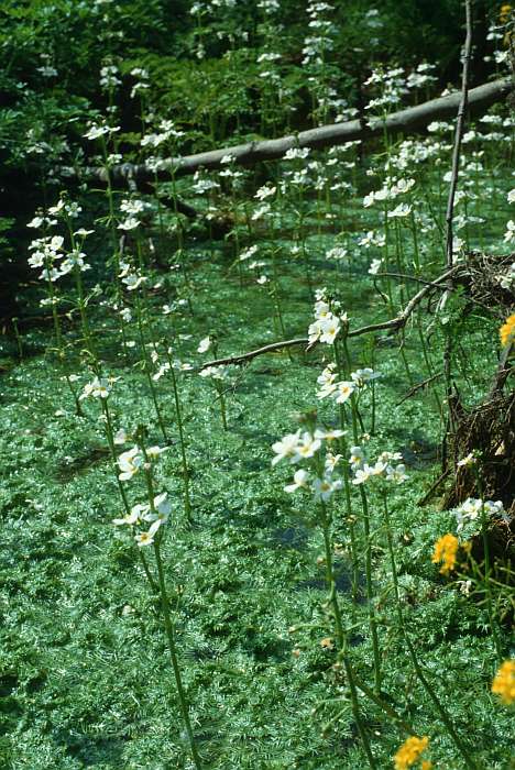 Hottonia palustris, Lokation: Worringer Bruch Kategorien: Vegetation, Datum: 09.06.1989