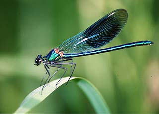 Calopteryx splendens, Lokation: Sieg Kategorien: Libellen, Datum: 26.05.2001