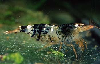 Bienengarnele, Lokation: Zuchtbecken Kategorien: Aquarien, Krebse, Garnelen, Datum: 09.06.2001