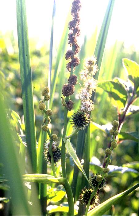 Sparganium erectum, Lokation: Bienener Altrhein bei neuer Kiesgrube Kategorien: Einzelpflanzen, Datum: 13.06.1989