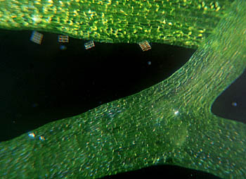 Riccia fluitans, Lokation: Aus 80 cm Aquarium Kategorien: Mikro, Aquarien, Datum: 08.07.2001