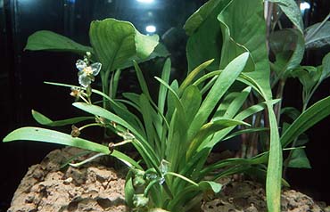 Sagittaria platyphylla, Anubias lanceolata und Nomaphila stricta, Lokation: Ausstellung Belgien Kategorien: Einzelpflanzen, Aquarien, Datum: 10.06.2001
