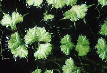 Ricciocarpos natans, Lokation: Offenes 120 cm Aquarium Kategorien: Einzelpflanzen, Aquarien, Datum: 10.06.2001