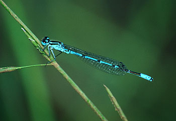 Libelle spec., Lokation: Wahner Heide Tümpel bei Furt Kategorien: Libellen, Datum: 14.06.2001
