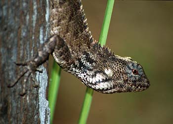 Emmas Schönechse, Lokation: Bangsak Beach Resort Kategorien: Reptilien, Datum: 09.04.2001