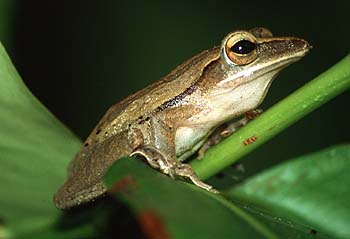 Weißbart-Ruderfrosch, Lokation: Bangsak Beach Resort Kategorien: Amphibien, Datum: 12.04.2001