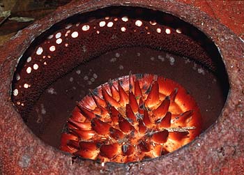 Detail Rafflesia, Lokation: Klong Phanom-Nationalpark Kategorien: Blüte, Datum: 16.04.2001