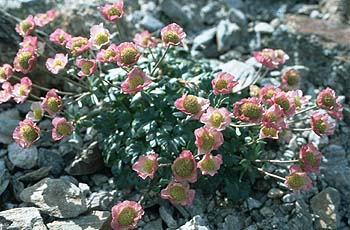 Gletscherhahnenfuß-Polster, Lokation: Furkelhütte-Goldsee am Stilfser Joch Kategorien: Vegetation, Datum: 02.08.2001
